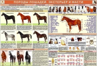 Комплект плакатов "Служебное коневодство" - «globural.ru» - Севастополь
