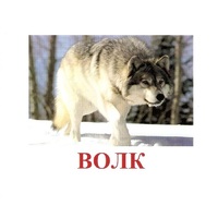 Карточки Домана "Дикие животные-1" - «globural.ru» - Севастополь