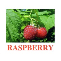 "Berries-1" ("Ягоды-1") английские карточки Домана - «globural.ru» - Севастополь