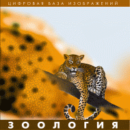 Зоология. (Цифровая база изображений) - «globural.ru» - Севастополь