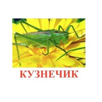 Карточки Домана "Насекомые" - «globural.ru» - Севастополь