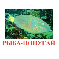 Карточки Домана "Рыбы" - «globural.ru» - Севастополь