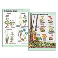 Комплект таблиц для начальной школы "Окружающий мир. Грибы. Растительный мир" - «globural.ru» - Севастополь