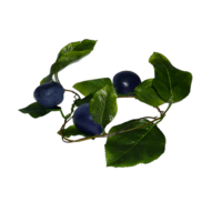 Ветка муляжей "Слива" - «globural.ru» - Севастополь