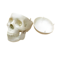 Модель "Череп человека" - «globural.ru» - Севастополь