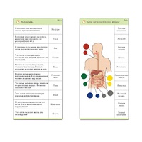 Комплект карточек (10) "Обучающий калейдоскоп. Человек" - «globural.ru» - Севастополь