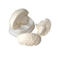 Модель мозга в разрезе - «globural.ru» - Севастополь