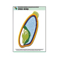 Рельефная таблица "Зерновка пшеницы" (формат А1, матовое ламинир.) - «globural.ru» - Севастополь