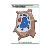 Рельефная таблица "Растительная клетка" (формат А1, матовое ламинир.) - «globural.ru» - Севастополь