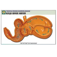 Рельефная таблица "Желудок жвачного животного" (формат А1, матовое ламинир.) - «globural.ru» - Севастополь
