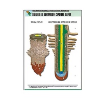 Рельефная таблица "Внешнее и внутреннее строение корня" (формат А1, матовое ламинир.) - «globural.ru» - Севастополь