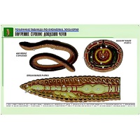 Рельефная таблица "Внутреннее строение дождевого червя" (формат А1, матовое ламинир.) - «globural.ru» - Севастополь