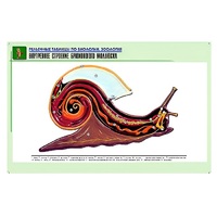 Рельефная таблица "Внутреннее строение брюхоногого моллюска" (формат А1, матовое ламинир.) - «globural.ru» - Севастополь