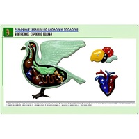 Рельефная таблица "Внутреннее строение голубя" (формат А1, матовое ламинир.) - «globural.ru» - Севастополь