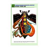 Рельефная таблица "Внутреннее строение жука" (формат А1, матовое ламинир.) - «globural.ru» - Севастополь