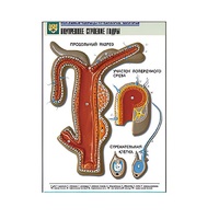 Рельефная таблица "Внутреннее строение гидры" (формат А1, матовое ламинир.) - «globural.ru» - Севастополь