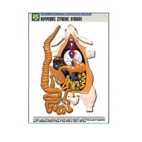 Рельефная таблица "Внутреннее строение кролика" (формат А1, матовое ламинир.) - «globural.ru» - Севастополь