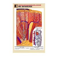 Рельефная таблица "Почка. Макро-микростроение" - «globural.ru» - Севастополь