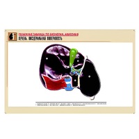 Рельефная таблица "Печень. Висцеральная поверхность" (формат А1, матовое ламинир.) - «globural.ru» - Севастополь