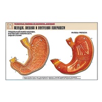 Рельефная таблица "Желудок. Внешняя и внутренняя поверхности" (формат А1, матовое ламинир.) - «globural.ru» - Севастополь