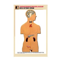 Рельефная таблица "Железы внутренней секреции" (формат А1, матовое ламинир.) - «globural.ru» - Севастополь