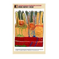 Рельефная таблица "Ворсинка кишечная с сосудом" (формат А1, матовое ламинир.) - «globural.ru» - Севастополь