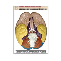 Рельефная таблица "Доли и извилины нижней поверхности полушарий головного мозга" - «globural.ru» - Севастополь