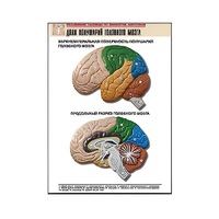 Рельефная таблица "Доли полушарий головного мозга" - «globural.ru» - Севастополь