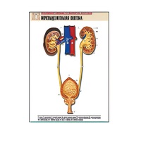 Рельефная таблица "Мочевыделительная система" (формат А1, матовое ламинир.) - «globural.ru» - Севастополь