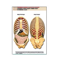 Рельефная таблица "Расположение органов грудной и брюшной полостей по отношению к скелету"(формат А1, лам.) - «globural.ru» - Севастополь