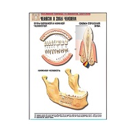 Рельефная таблица "Челюсти и зубы человека" (формат А1, матовое ламинир.) - «globural.ru» - Севастополь