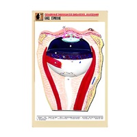 Рельефная таблица "Глаз. Строение" (формат А1, матовое ламинир.) - «globural.ru» - Севастополь