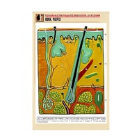 Рельефная таблица "Кожа. Разрез" (формат А1, матовое ламинир.) - «globural.ru» - Севастополь