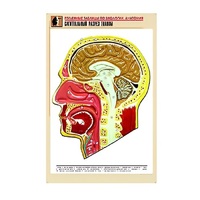 Рельефная таблица "Сагиттальный разрез головы" (формат А1, матовое ламинир.) - «globural.ru» - Севастополь