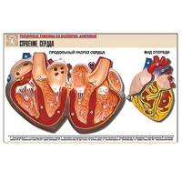 Рельефная таблица "Строение сердца" (формат А1, матовое ламинир.) - «globural.ru» - Севастополь