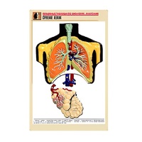 Рельефная таблица "Строение легких" (формат А1, матовое ламинир.) - «globural.ru» - Севастополь