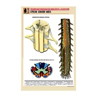 Рельефная таблица "Строение спинного мозга " (формат А1, матовое ламинир.) - «globural.ru» - Севастополь