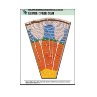 Рельефная таблица "Клеточное строение стебля" (формат А1, матовое ламинир.) - «globural.ru» - Севастополь