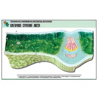 Рельефная таблица "Клеточное строение листа" (формат А1, матовое ламинир.) - «globural.ru» - Севастополь