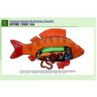 Рельефная таблица "Внутреннее строение рыбы" (формат А1, матовое ламинир.) - «globural.ru» - Севастополь