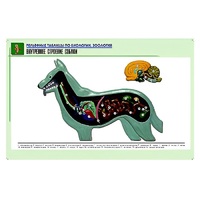 Рельефная таблица "Внутреннее строение собаки" (формат А1, матовое ламинир.) - «globural.ru» - Севастополь