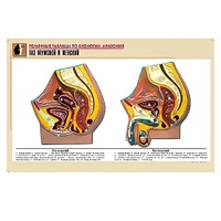 Рельефная таблица "Таз мужской и женский" (формат А1, матовое ламинир.) - «globural.ru» - Севастополь