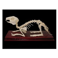 Скелет кролика - «globural.ru» - Севастополь