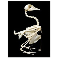 Скелет голубя - «globural.ru» - Севастополь