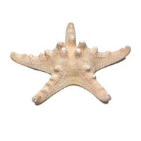 Сухой препарат "Звезда морская" (вариант 2) - «globural.ru» - Севастополь