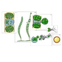 Модель-аппликация "Размножение многоклеточной водоросли" (ламинированная) - «globural.ru» - Севастополь