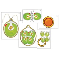 Модель-аппликация "Размножение одноклеточной водоросли" (ламинированная) - «globural.ru» - Севастополь