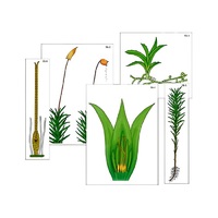 Модель-аппликация "Размножение мха" (ламинированная) - «globural.ru» - Севастополь