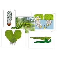 Модель-аппликация "Размножение папоротника" (ламинированная) - «globural.ru» - Севастополь