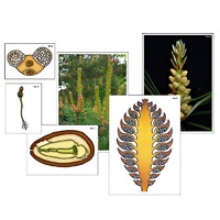 Модель-аппликация "Размножение сосны" (ламинированная) - «globural.ru» - Севастополь